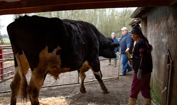 Найвищий бик на планеті: який зріст та вигляд має тварина  (відео)