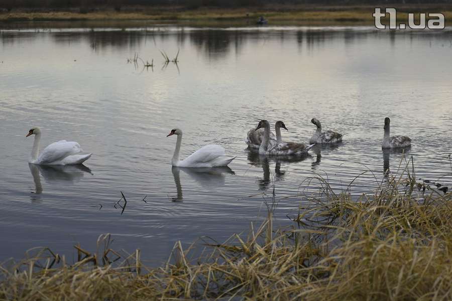 У Луцьку буде зимувати молода сім'я лебедів (фото)