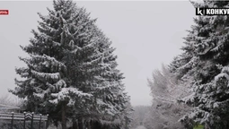 Волинські лісівники продали більше 58 тисяч новорічних дерев (відео)
