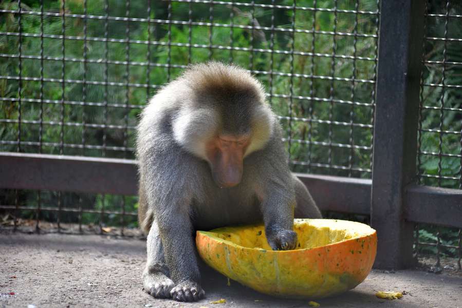 Луцький зоопарк замилував новою порцією «мімішних» фото
