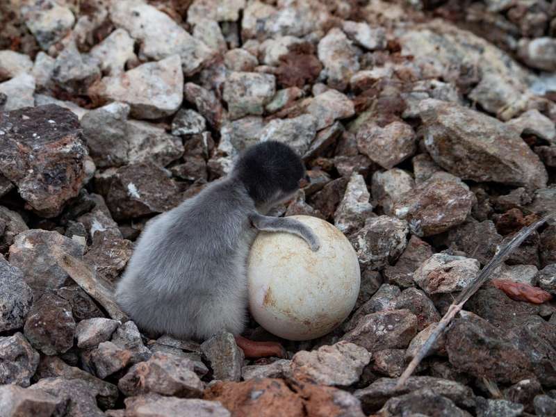 Біля станції «Академік Вернадський» зʼявилися перші пташенята пінгвінів