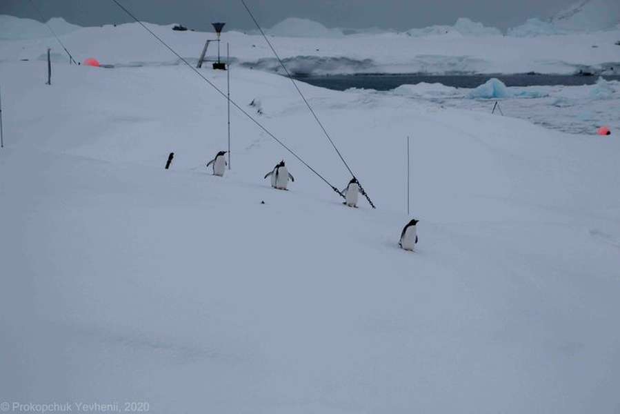 Українських полярників несподівано навідали пінгвіни (фото)