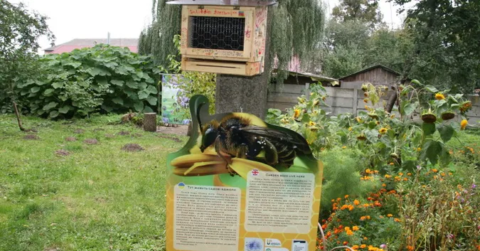 У Луцьку поговорили про диких бджіл та їх роль у довкіллі (фото)