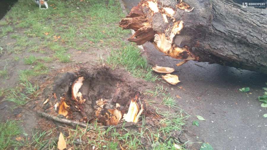 У Луцьку на Клима Савури під час грози впало дерево та зірвало лінію електропередач (фото)