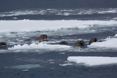 В Арктиці моржі атакували катер російських військових (фото)