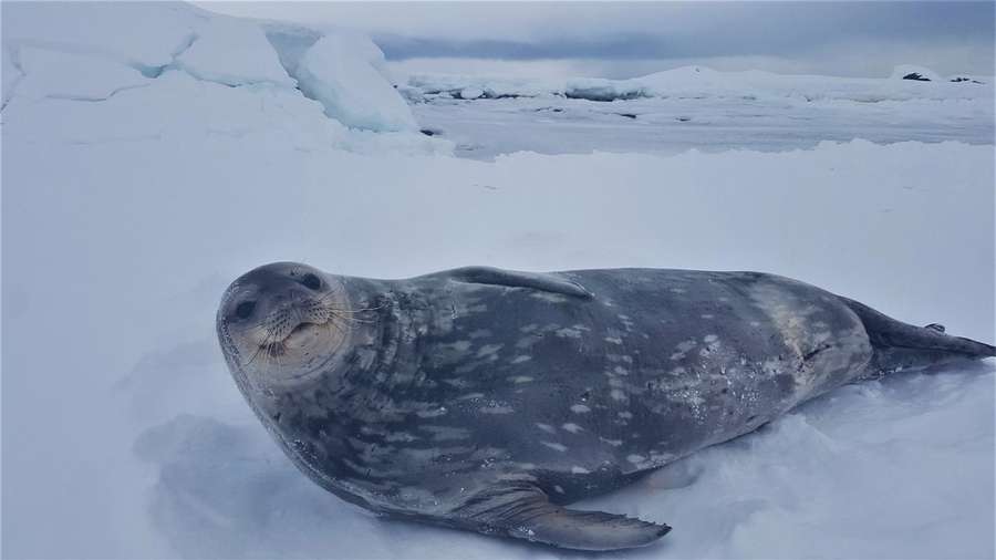 Українські полярники показали, яких тварин в Антарктиді найбільше