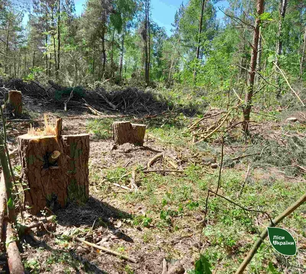 На Камінь-Каширщині зрубали 90 дерев (фото)