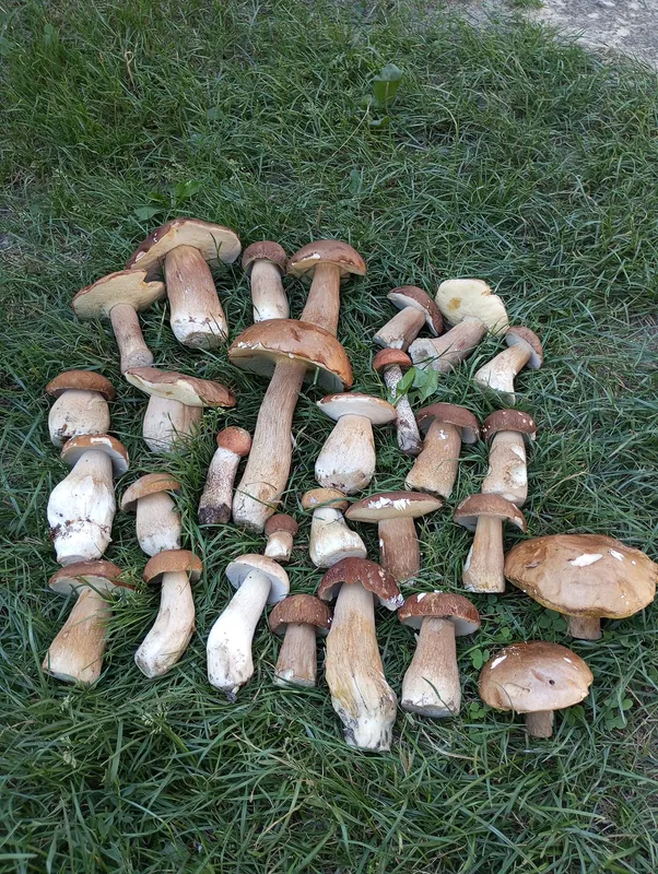 Боровики – на Маневиччині, маслюки – в Тростянці: куди їхати по гриби на Волині (фото)