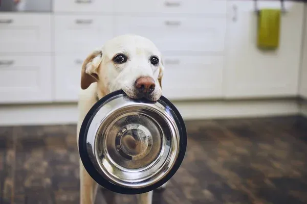 Ветеринари назвали 7 токсичних продуктів, якими не можна годувати собак