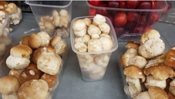 Які гриби продають у Луцьку і скільки вони коштують (відео)