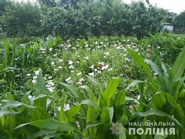 У волинянки на городі знайшли майже 800 рослин маку (фото)