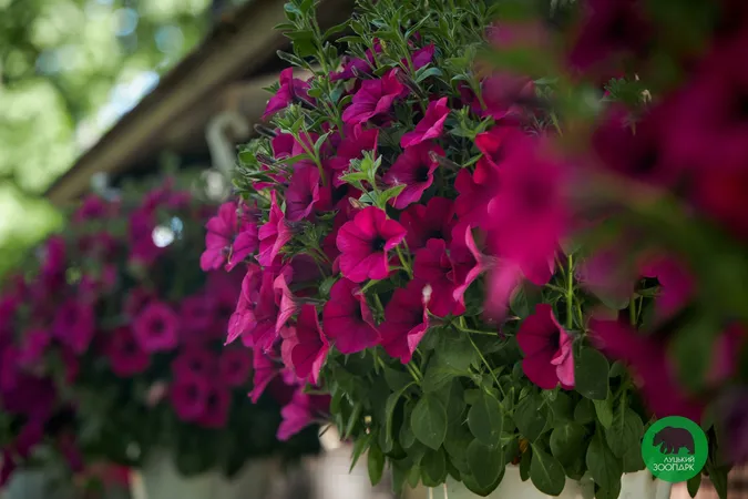 Цвітуть і пахнуть: Луцький зоопарк зачаровує красою квітів (фото)