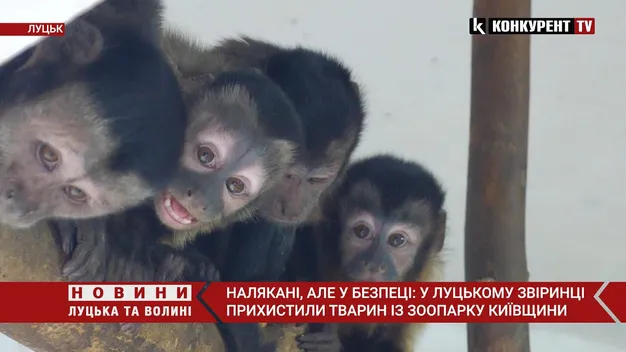 Капуцинів-переселенців з Київщини прихистили у Луцькому зоопарку (відео)
