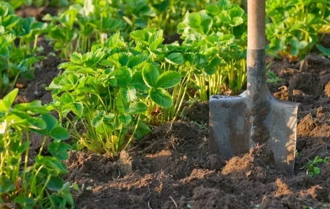 Три причини, чому мораторій на продаж землі в Україні треба скасувати