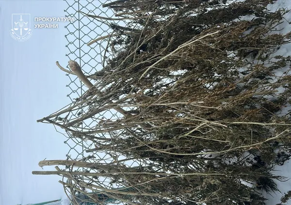 Зберігав пів кіло канабісу та коноплі: на Волині порушнику оголосили підозру (фото)