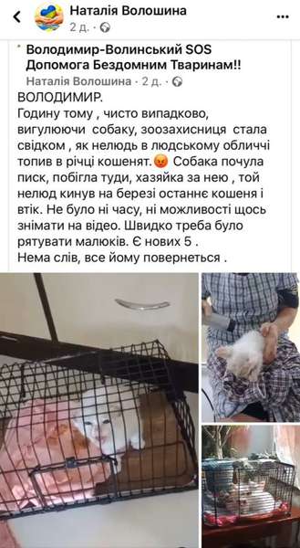 У Володимирі собака врятував від утоплення п'ятьох кошенят (фото)
