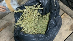 У гаражі нововолинця знайшли майже кілограм марихуани (фото)