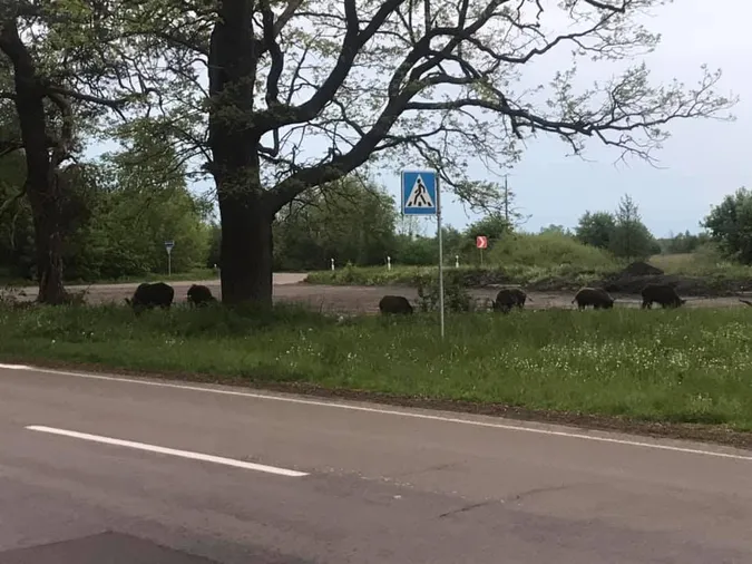 У Луцькому районі біля зупинки паслися дикі кабанчики (фото, відео)