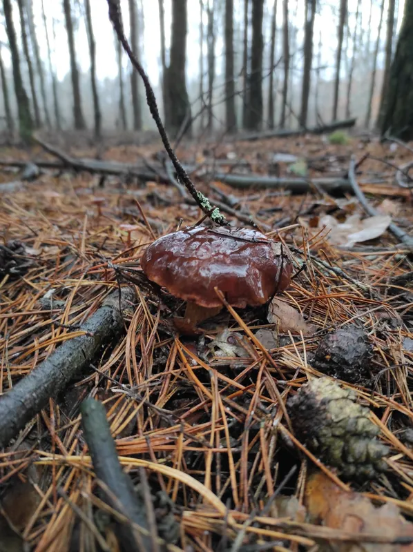 Де біля Луцька збирають парасольки, підзеленки та опеньки