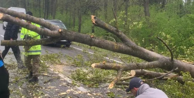 На Волині вітер повалив на дорогу дерево (фото)