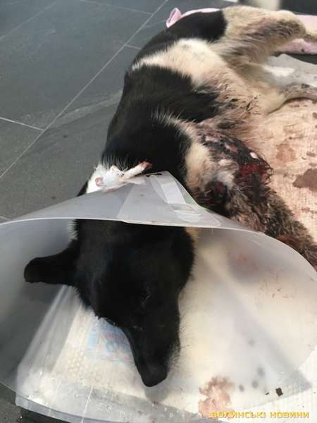 Поблизу Луцька невідомі на джипі розстріляли собаку (фото, відео)