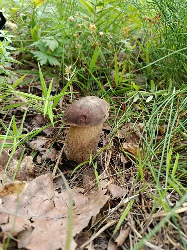 Де біля Луцька виросло чимало білих грибочків (фото)