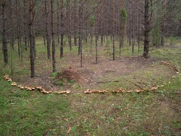 Відьми, голод та прогнозування погоди: народні прикмети про гриби