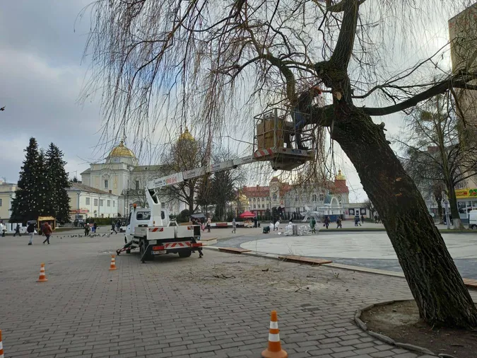 У центрі Луцька прикрашають вогниками дві верби (фото)