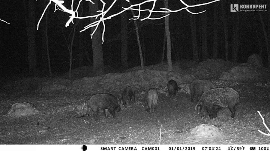 Що роблять волинські олені, коли їх ніхто не бачить: лісівники показали фото