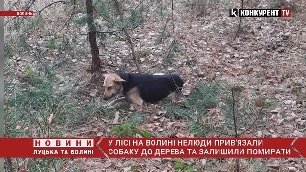 На Волині у лісі знайшли собаку, прив'язаного до дерева скотчем і ланцюгом (фото, відео)