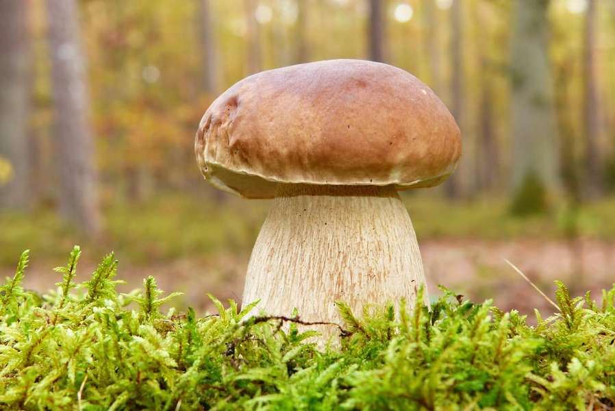 Які гриби і коли збирати: календар грибника на 2023 рік