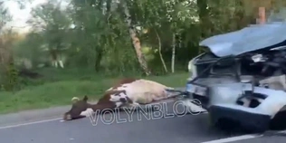 У Луцькому районі авто збило корову (відео 18+)
