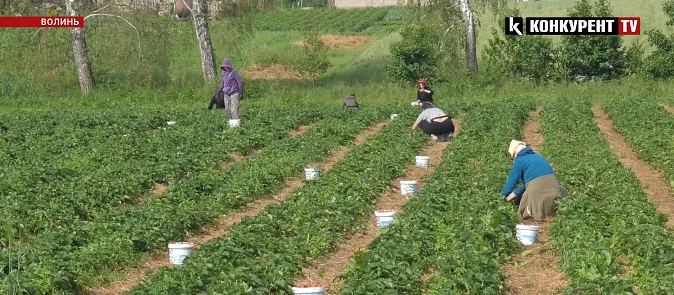 Скільки можна заробити на полуниці в Хорохорині на Волині та як її збирають (відео)