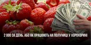 2 000 за день: як та скільки заробляють на полуниці у волинському селі Хорохорин (відео)