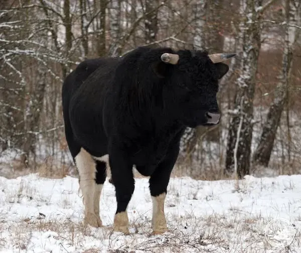 🐄 У стаді здичавілих корів у Чорнобилі народилося телятко (фото)