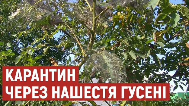 Їсть навіть горіх: на Волині – карантин через нашестя гусені (відео)