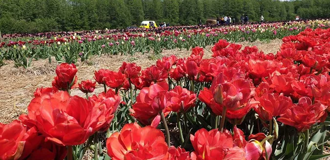 «Волинська Голландія» продовжить роботу