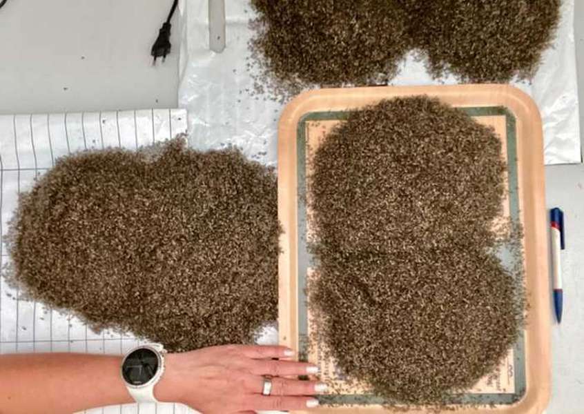Мешканка Норвегії наловила ціле відро комарів (фото)