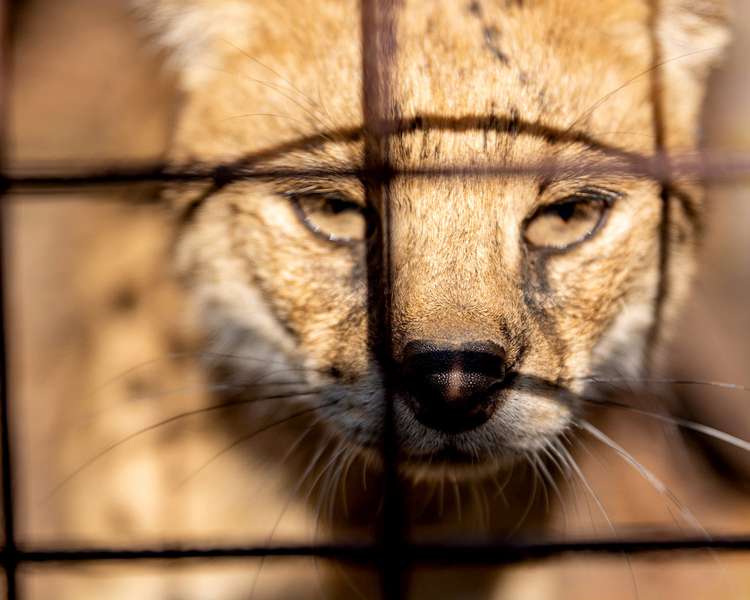Хами і нахаби: у Луцькому зоопарку розповіли про скандальних відвідувачів