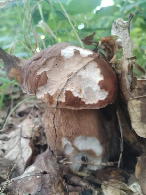 На Волині «здали» локацію, де збирають повні кошики білих грибів (фото)