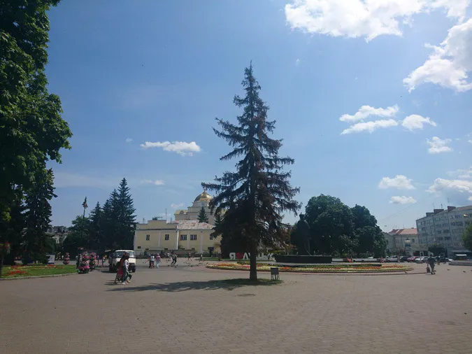 У Луцьку масово сохнуть ялинки, – екологи (ФОТО)