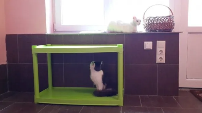 У Луцьку з'явиться «котячий» готель