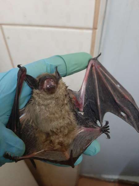 Луцький зоопарк врятував кажана, який поселився у багатоповерхівці на Відродження (фото)
