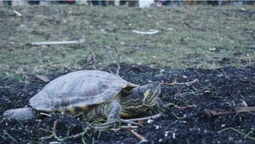 В Києві знайшли черепаху, яка вціліла після обстрілу будинку (фото)