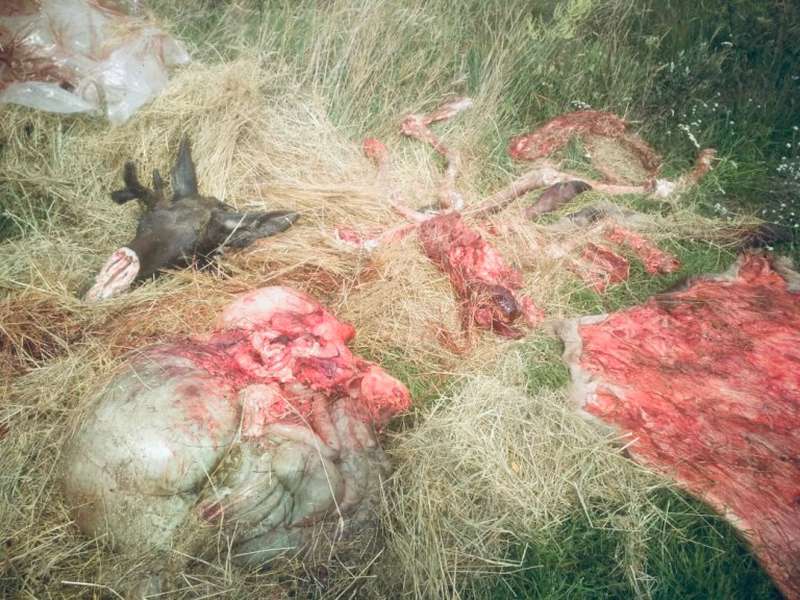 Нутрощі, кістки і голова: на Волині біля дороги знайшли залишки вбитого лося (фото 18+)