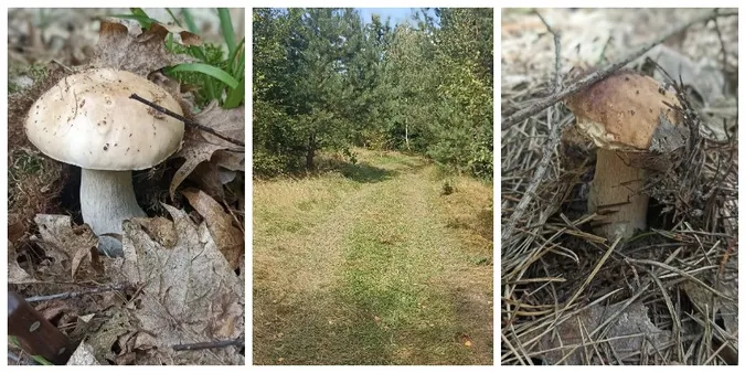 Де на Волині ліс радує грибочками (фото)