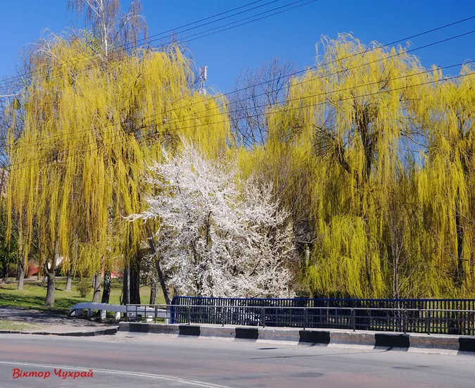 Вербна неділя у Луцьку на фото Віктора Чухрая