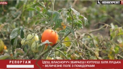Продають дешево, збираєш власноруч: під Луцьком дозріла величезна плантація помідорів (відео)