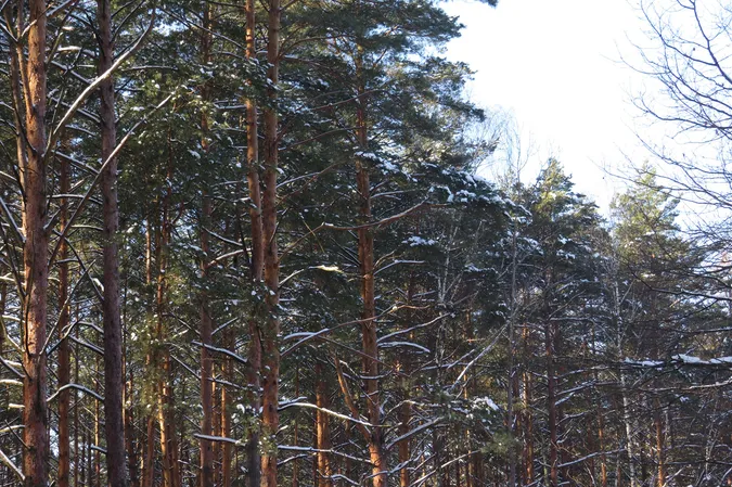 У «Цуманській пущі» порахували зубрів (фото)