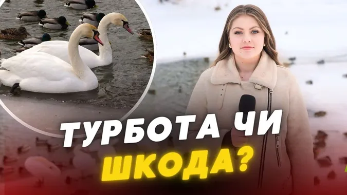 Добра справа може стати трагедією: луцькі лебеді – під загрозою (відео)